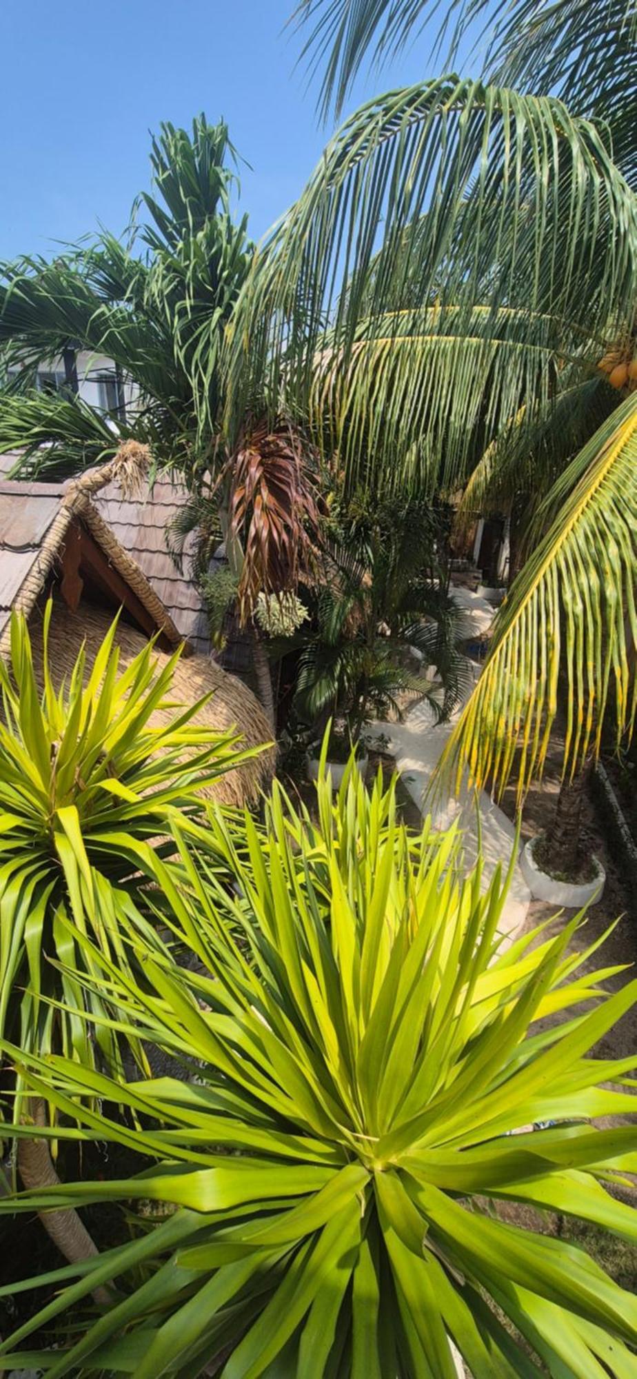 Tricky Trees Sunset Bungalows Gili Air Esterno foto
